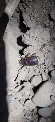 Coleoptera