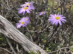 Olearia ciliata