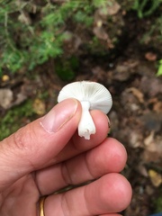 Media resource of Russula fragilis