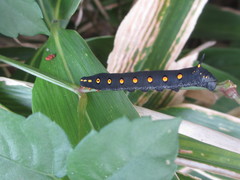 Theretra oldenlandiae