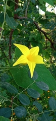 Schizocarpum palmeri
