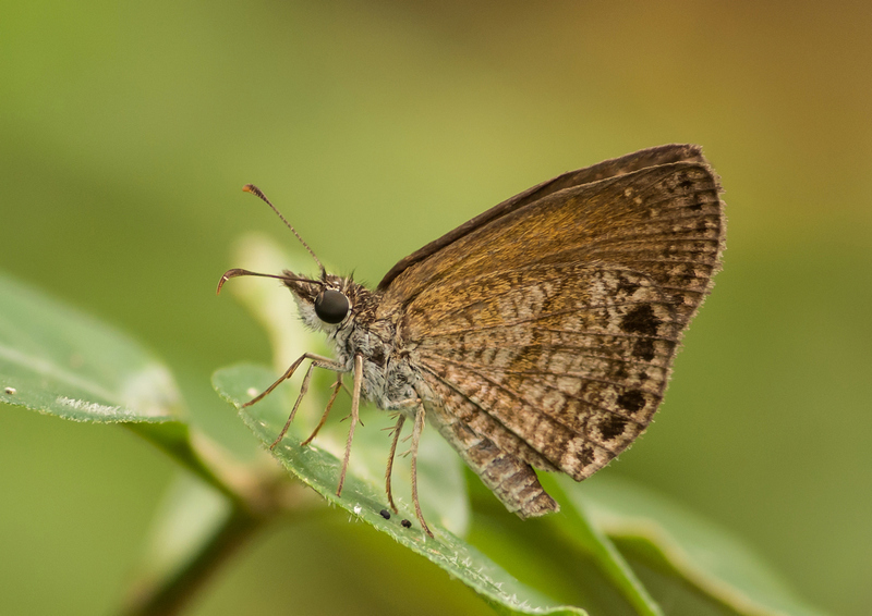 Zopyrion satyrina