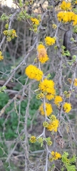 Vachellia caven