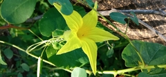 Schizocarpum palmeri