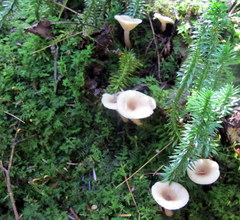 Lactarius cinereus