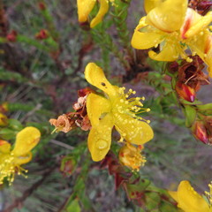 Hypericum mexicanum