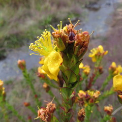Hypericum mexicanum