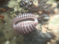 Pseudopusula californiana