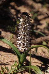 Wurmbea spicata