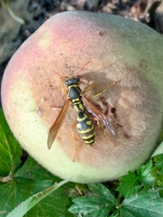 Polistes chinensis