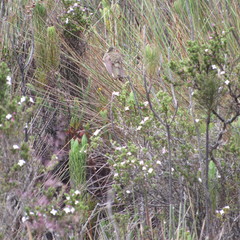 Oxypogon guerinii