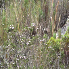 Oxypogon guerinii