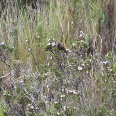 Oxypogon guerinii