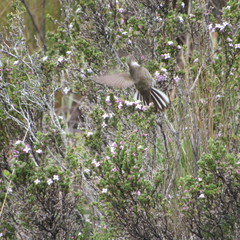 Oxypogon guerinii