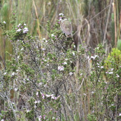 Oxypogon guerinii