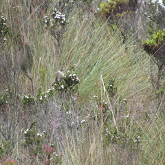 Oxypogon guerinii