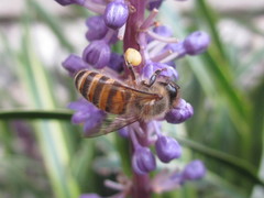 Apis cerana japonica