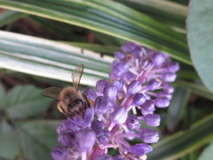 Apis cerana japonica