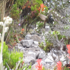 Chalcostigma heteropogon