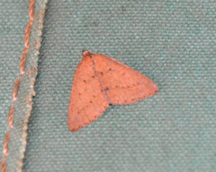 Tapinogyna perichroa