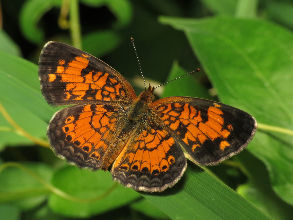 Pearl Crescent