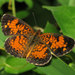 Phyciodes tharos tharos - Photo (c) Katja Schulz, some rights reserved (CC BY)