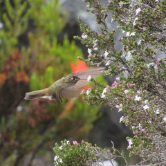 Chalcostigma heteropogon