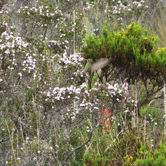 Chalcostigma heteropogon