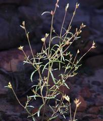 Phyllopodium