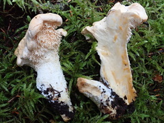 Hydnum subolympicum