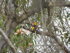 Icterus graceannae