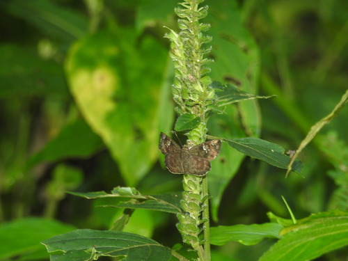 Common Small Flat photo 4