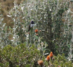 Oreotrochilus chimborazo