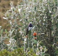 Oreotrochilus chimborazo