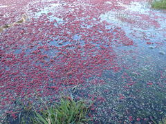 Azolla rubra