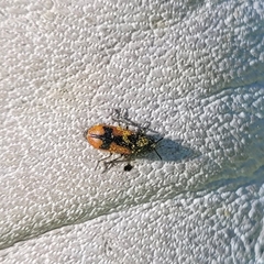 Arthrobrachus nigromaculatus