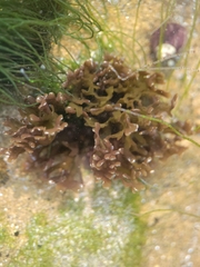 Chondrus