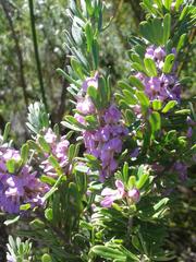 Indigofera flabellata