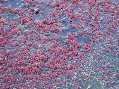 Azolla rubra