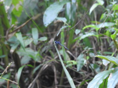 Hylaeothemis apicalis