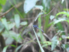 Hylaeothemis apicalis