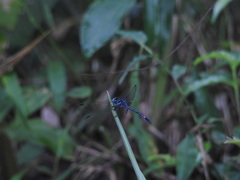 Hylaeothemis apicalis