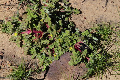 Cleretum pinnatifidum, photograph 3