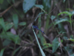 Hylaeothemis apicalis