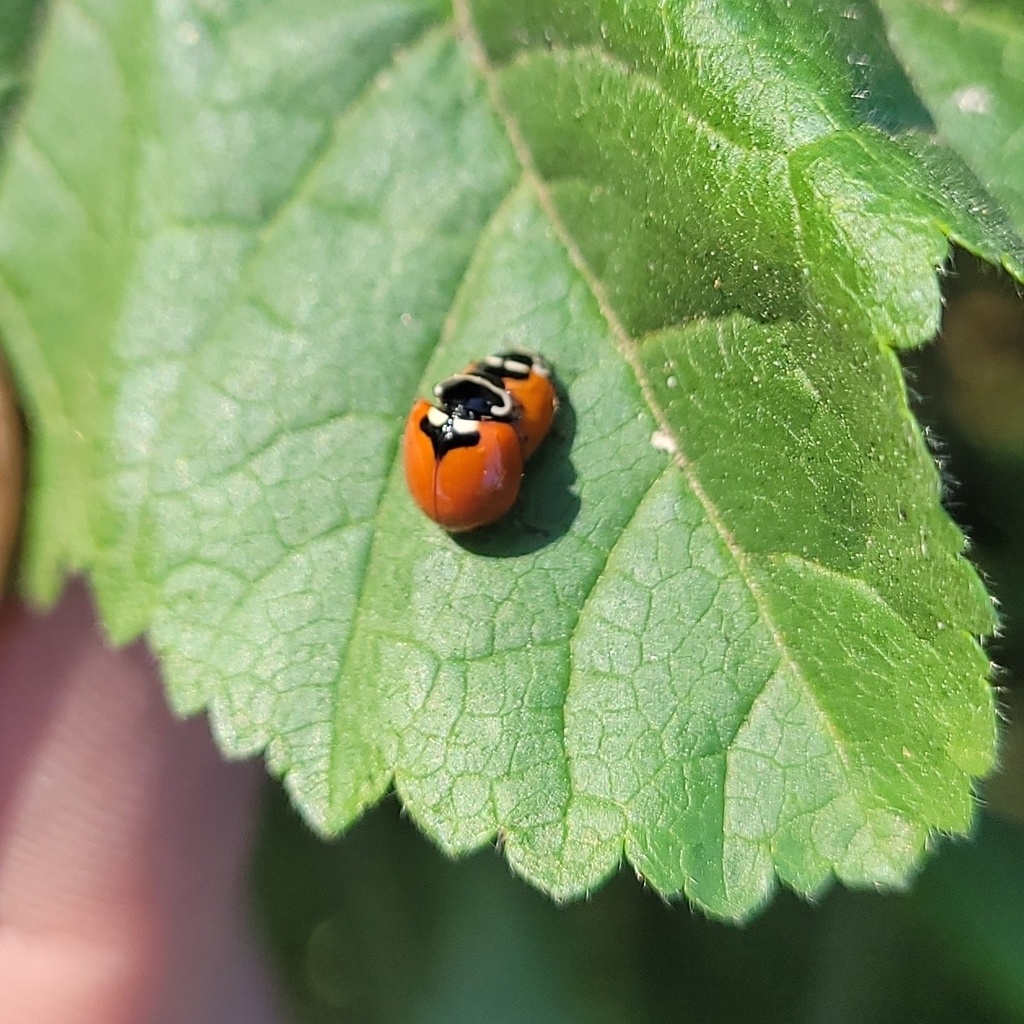 Adalia deficiens