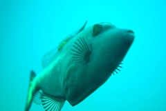 Cochleoceps bicolor