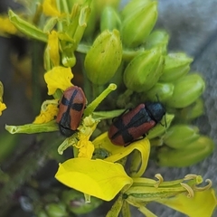 Arthrobrachus nigromaculatus