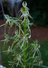Habenaria kraenzliniana