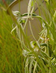 Habenaria kraenzliniana