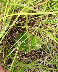 Habenaria kraenzliniana